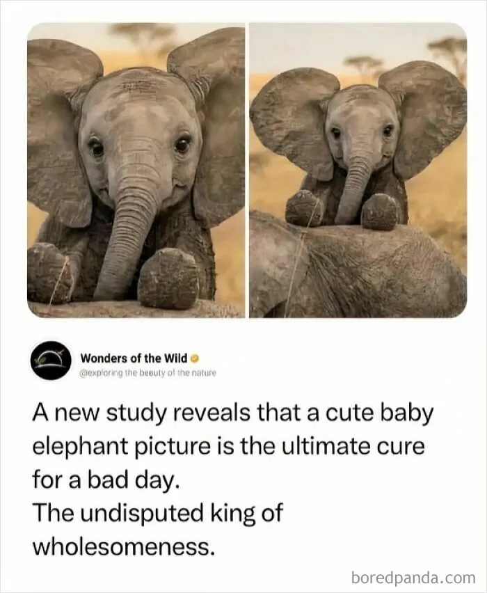 97 Hilarious, Wholesome And Adorable Animal Moments Perfectly Turned Into Memes