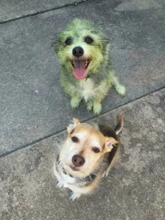 A small dog stained bright green sitting next to another pup from funny unhinged dog pictures