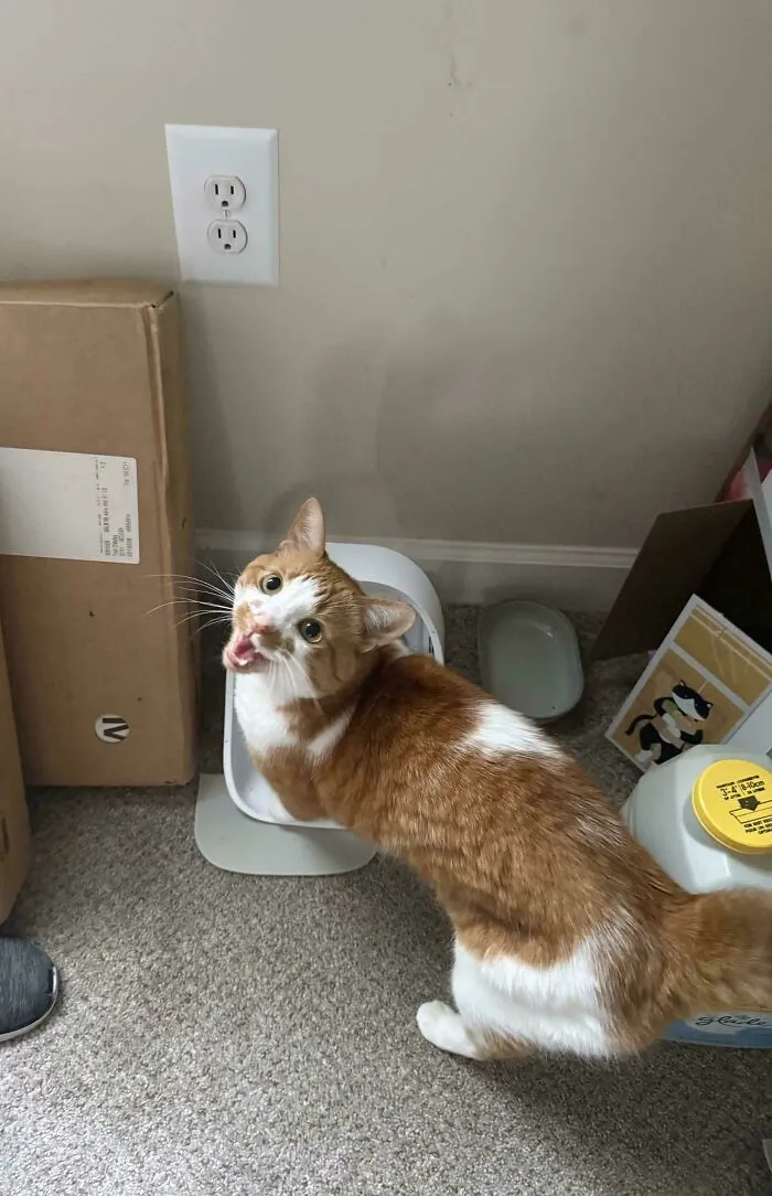 Orange and white cat meowing near food dispenser and scattered boxes