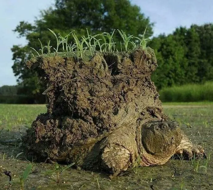 Timothy C. Roth’s Viral Photograph Of A Mud-Caked Snapping Turtle Emerging From Hibernation Brings The Ancient Myth Of "Turtle Island" To Life