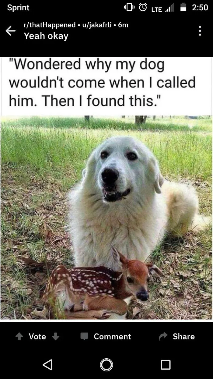 Because Cute Stuff Like This Doesn't Happen