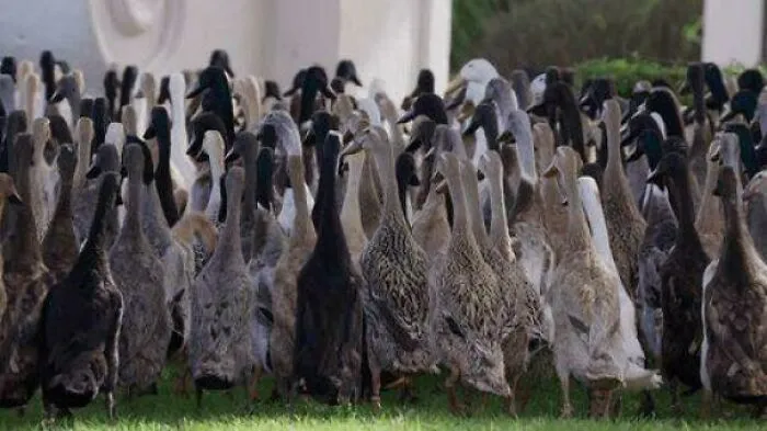 I Literally Make $400 A Weekend Renting My Pet Ducks To Vineyards For Pest Control