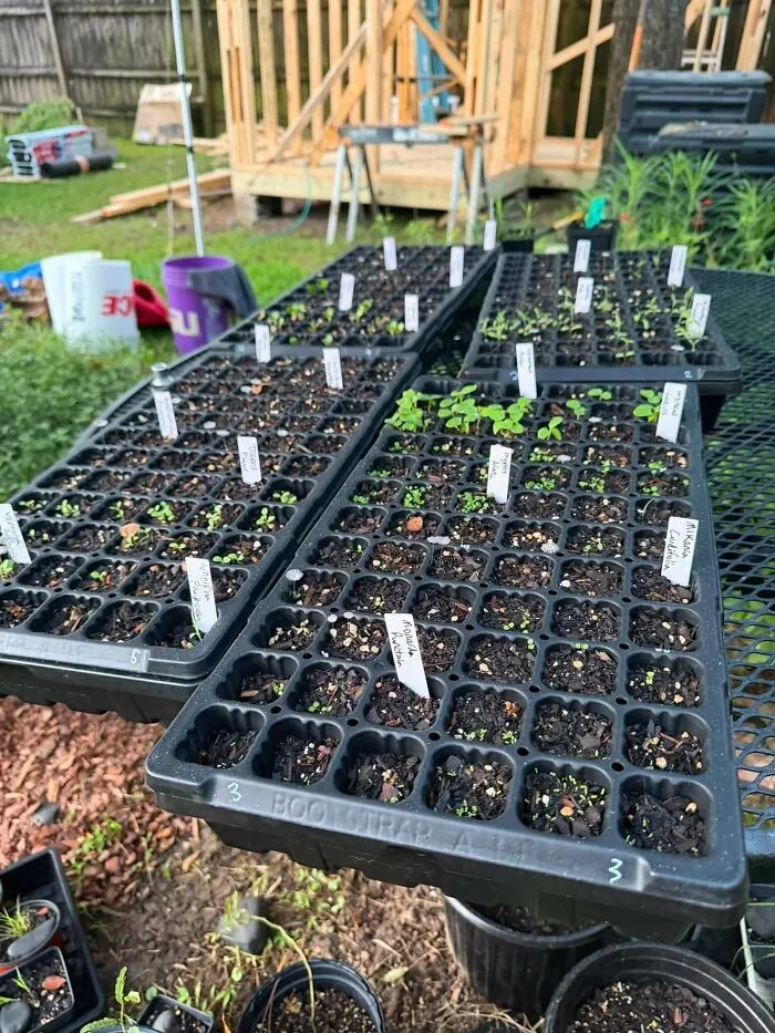 I Grow & Sell Native Plants In My Backyard