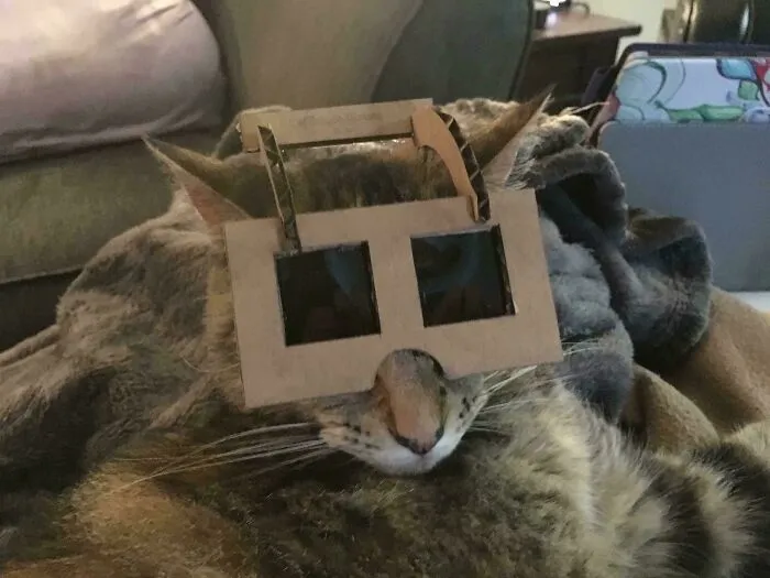 Eclipse Safety For Pets