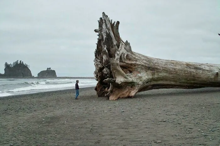 The Giant Western Red Cedar Trees That Washed Up On La Push Beach In Washington And How Vast And Terrifying The Ocean Truly Is