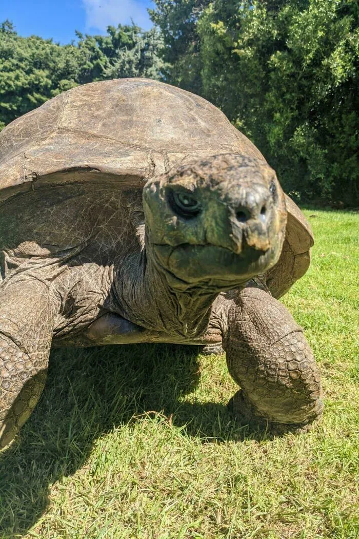 Say Hello To Jonathan He Was Born In 1832 & Is 192 Years Old