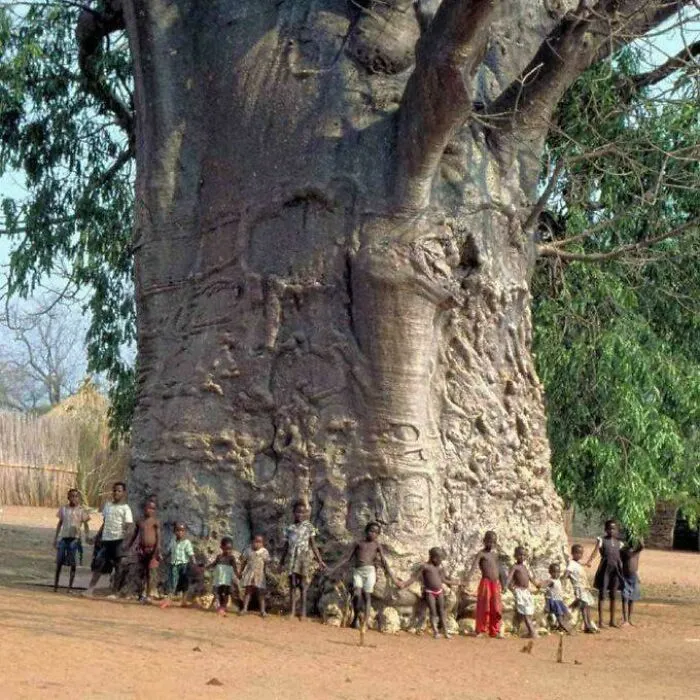 This 2,000 Year Old Tree Is Located T Zwigodini Village Of Mutale In Limpopo, South Africa
