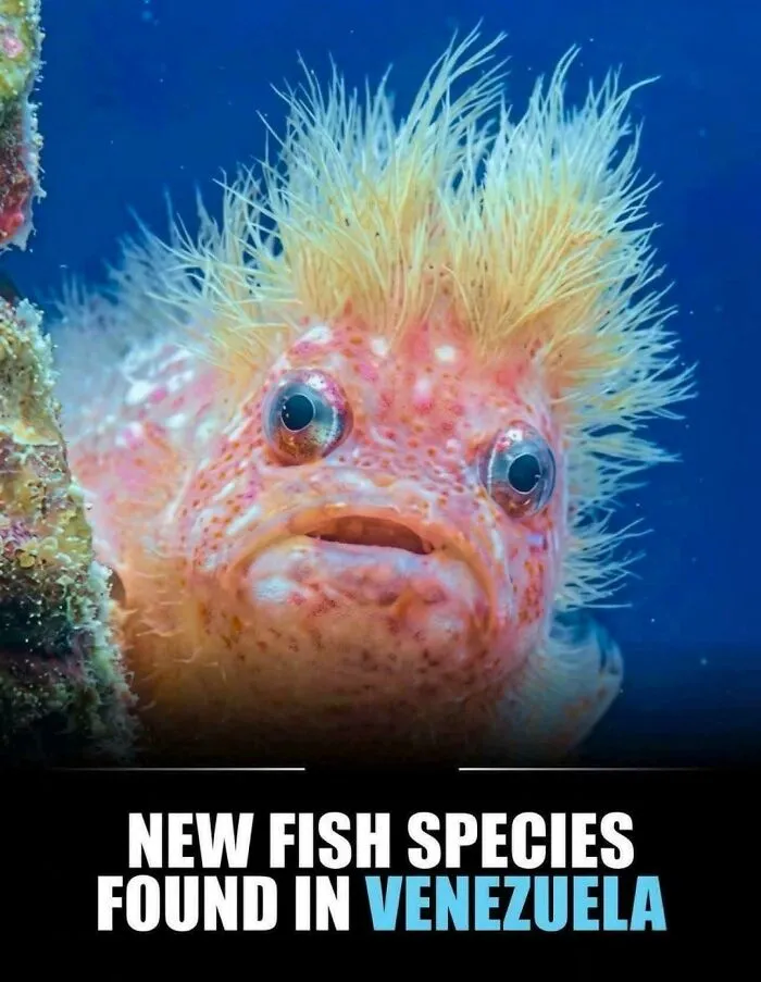 This New Venezuelan Fish Looks Exactly Like Someone... But I Won't Say Who 