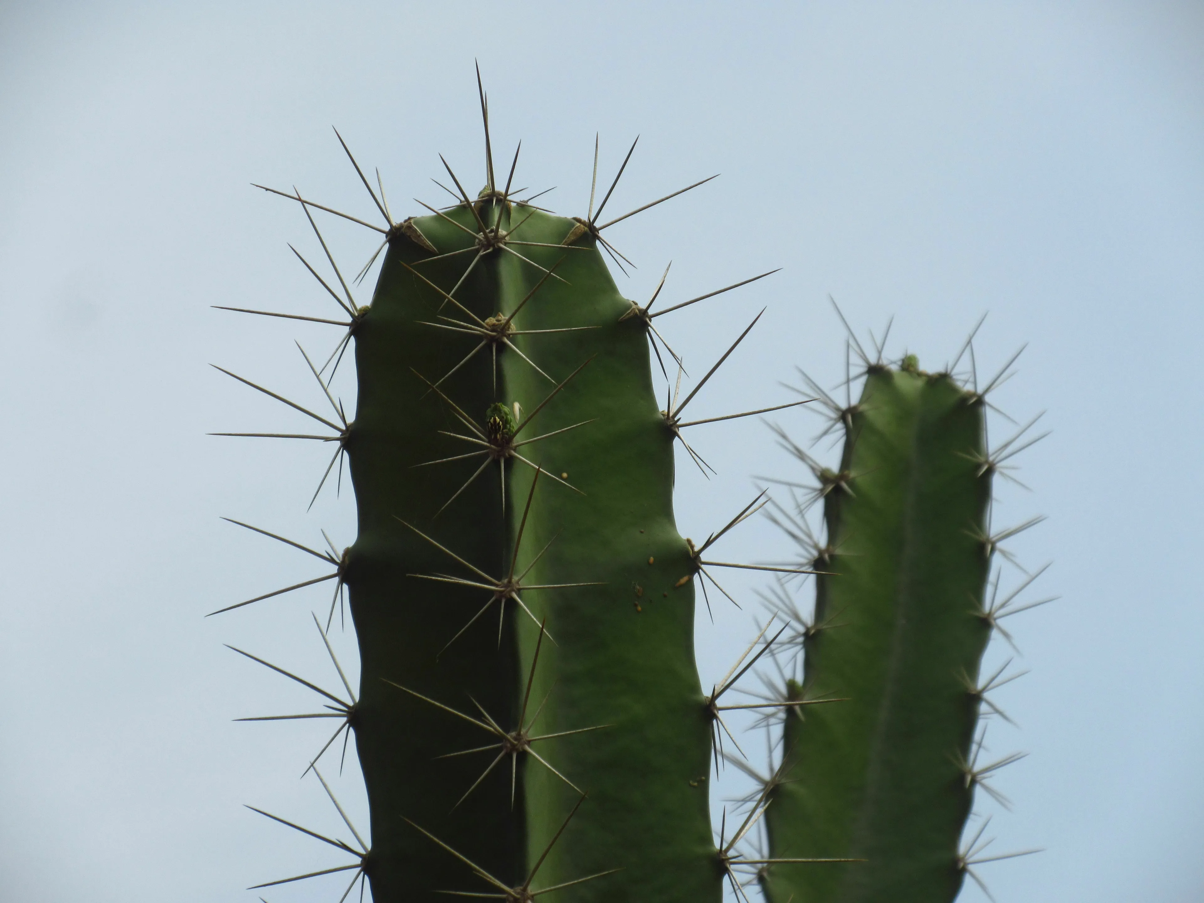 Close-up of a cactus against a bright sky, illustrating the plural form of the word cactus for English school questions.