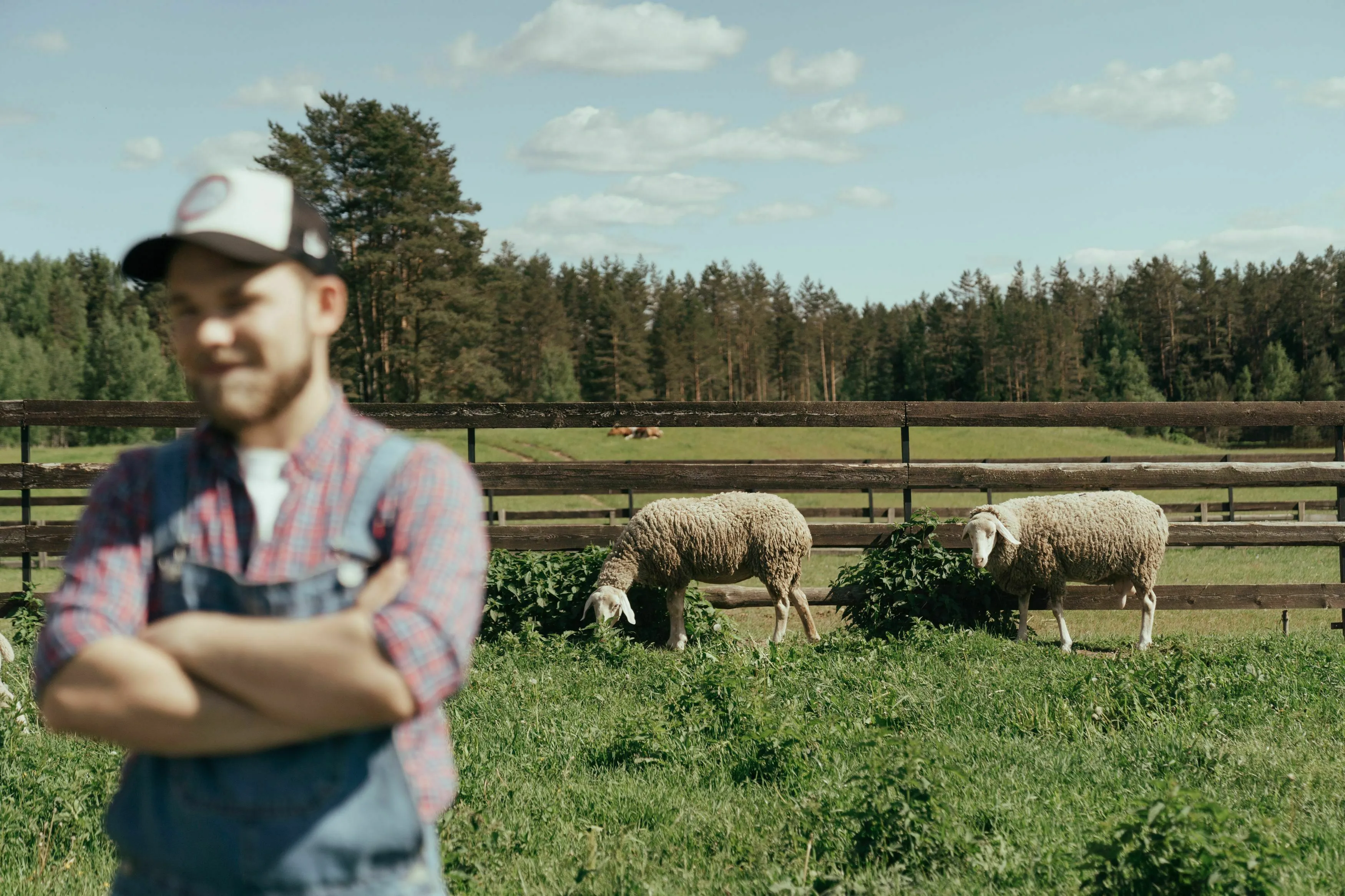 A farmer in overalls with arms crossed, blurred in the foreground, with two sheep grazing in a field behind him. This image relates to the One Percent Club Test question about how many sheep the farmer has left.