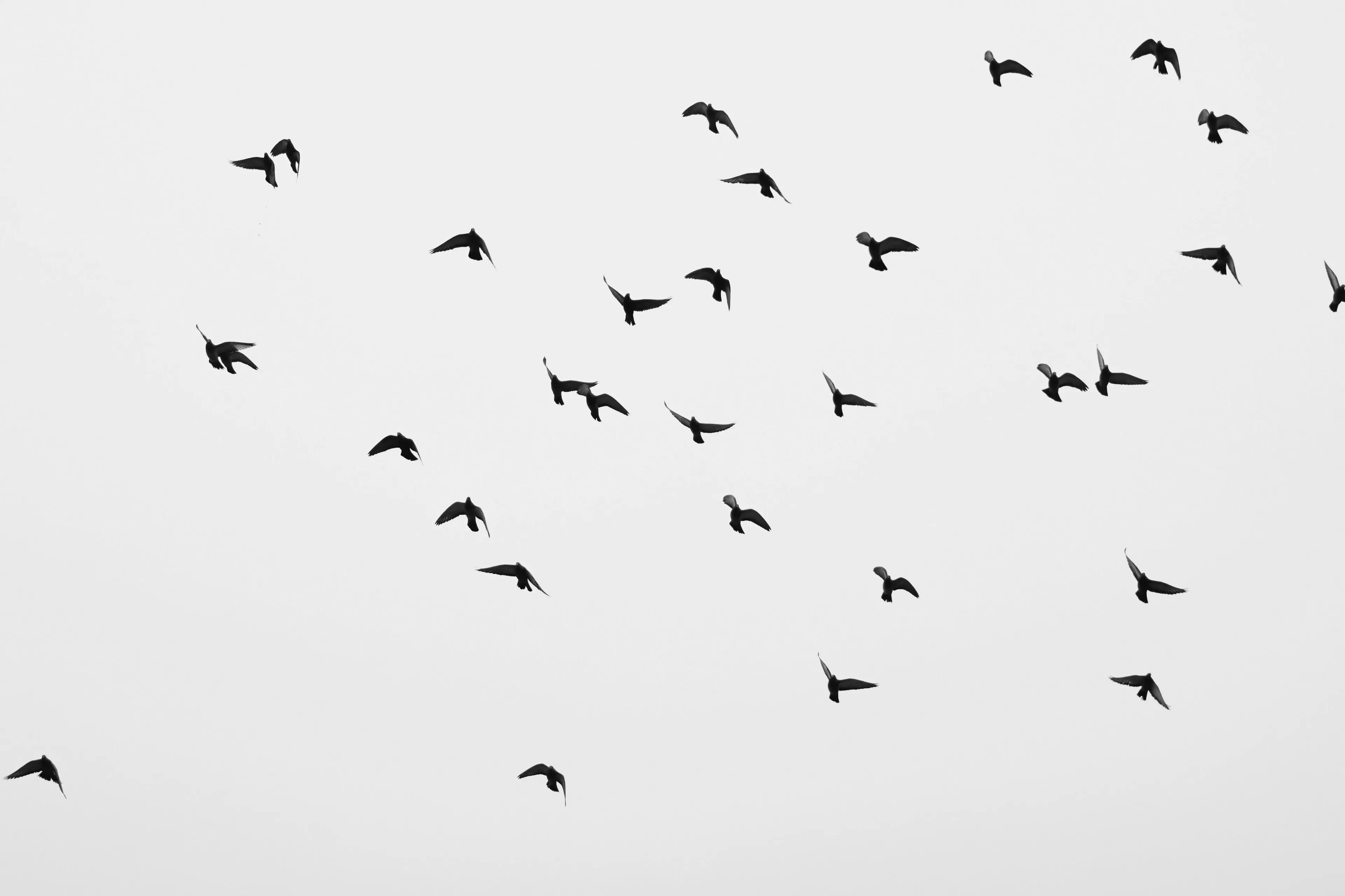 A flock of birds flying against a bright, clear sky. This image relates to the One Percent Club Test question about which statement is the most accurate.