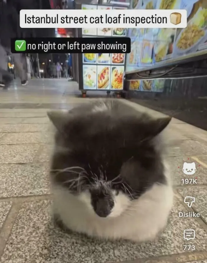 The Like Button Of Youtube Pops Up As A Cat When The Video Is Cat Related