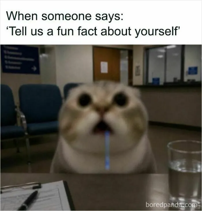 A wide-eyed cat with a glowing blue string from its mouth sits at a table, generating funny cat memes.