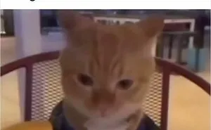 Cat Memes That Might Just Make Sense To Every Animal Lover (74 Pictures)