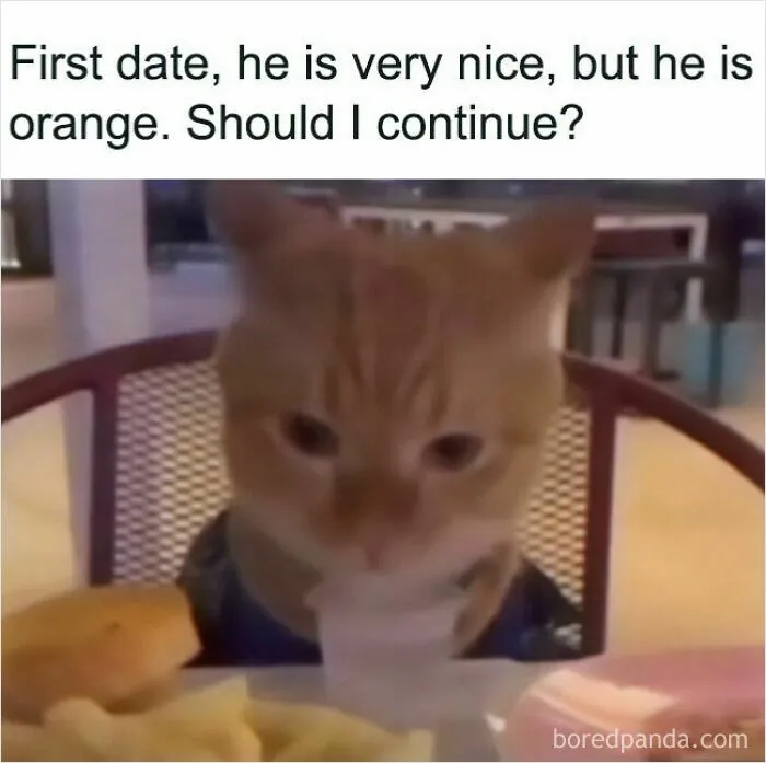 Cat-Memes-From-Sweetcatclub