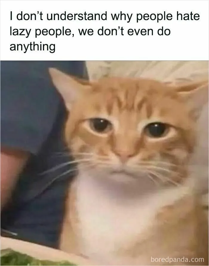 Cat Memes That Might Just Make Sense To Every Animal Lover (74 Pictures)