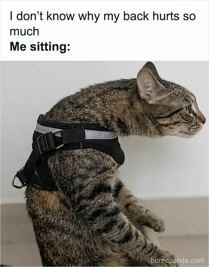 A cat sits hunched with text, humorously illustrating bad posture, a relatable sweetcatclub cat meme.