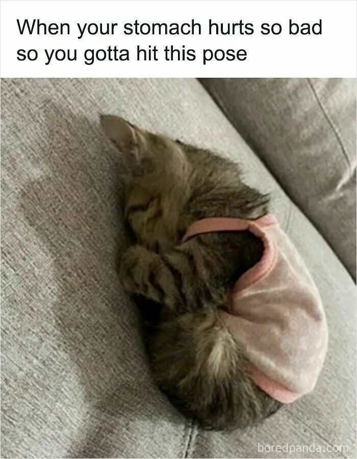 Cat Memes That Might Just Make Sense To Every Animal Lover (74 Pictures)