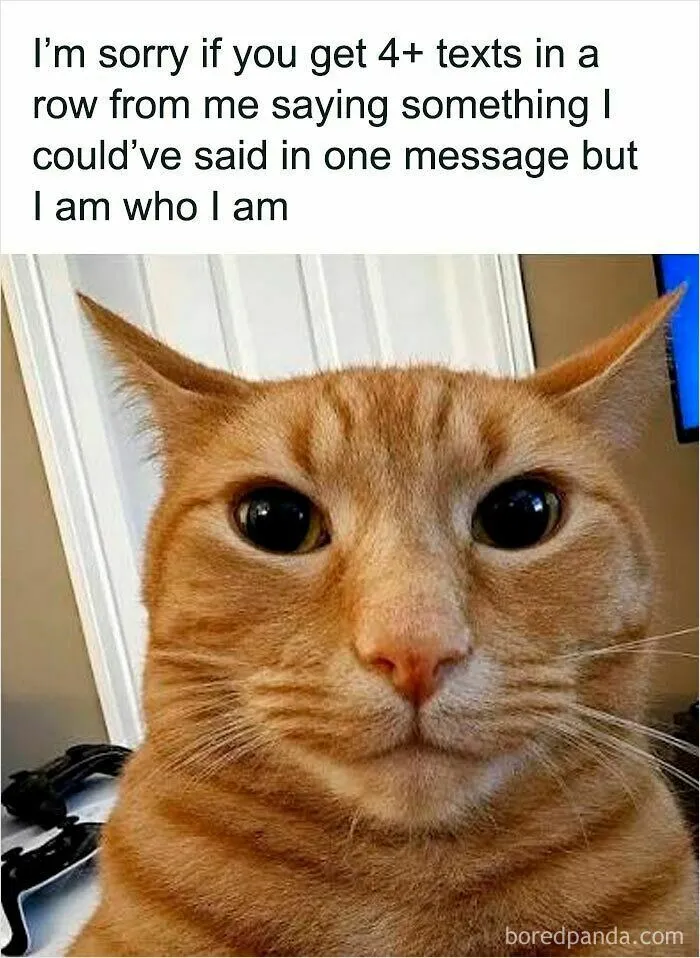 A relatable cat meme with an orange cat staring wide-eyed, apologizing for sending multiple texts instead of one.