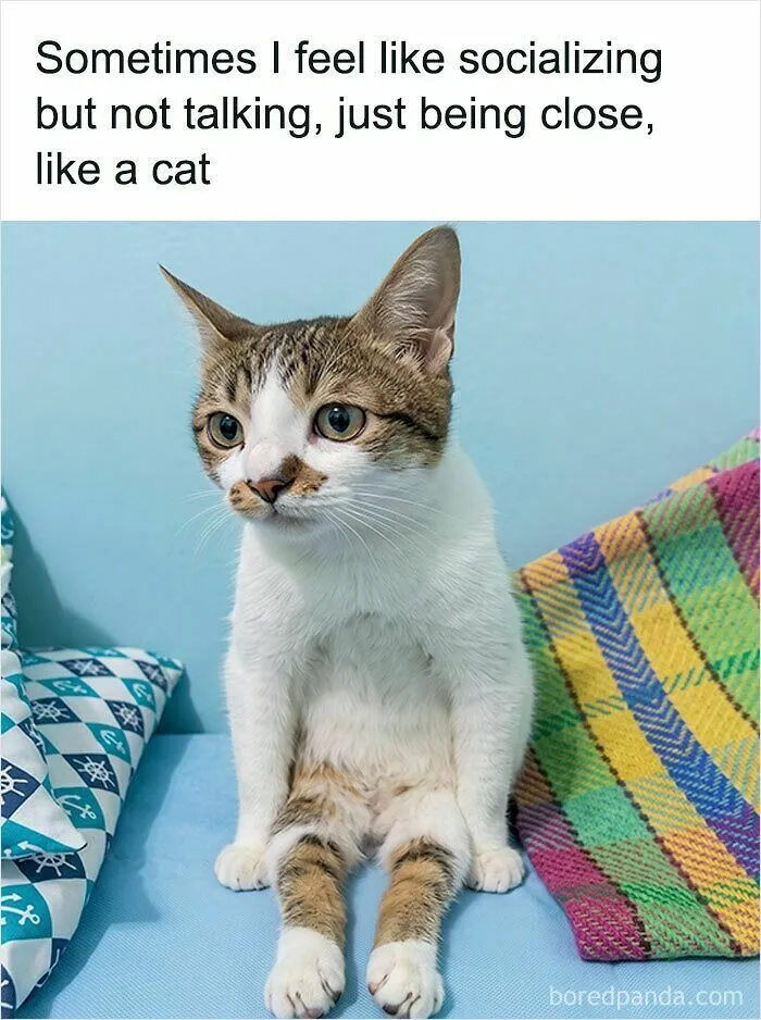 Cat Memes That Might Just Make Sense To Every Animal Lover (74 Pictures)