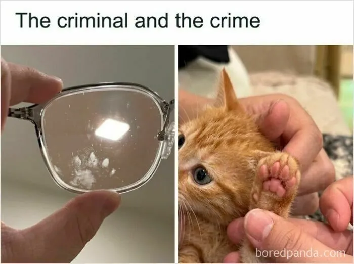 Cat Memes That Might Just Make Sense To Every Animal Lover (74 Pictures)