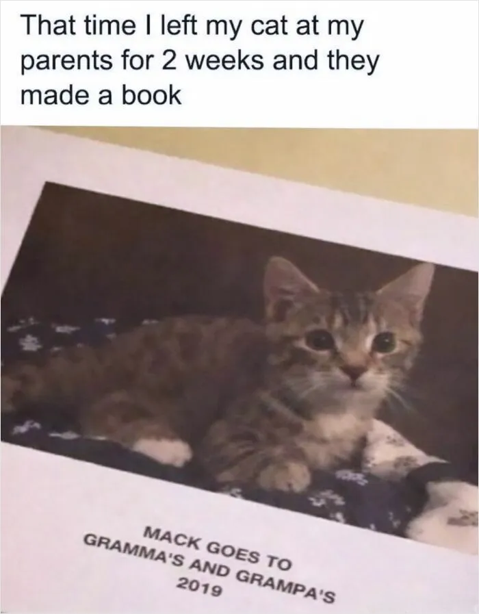 Cat Memes That Might Just Make Sense To Every Animal Lover (74 Pictures)