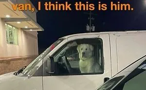 78 Hilarious Animal Memes That Make You Appreciate Them Even More