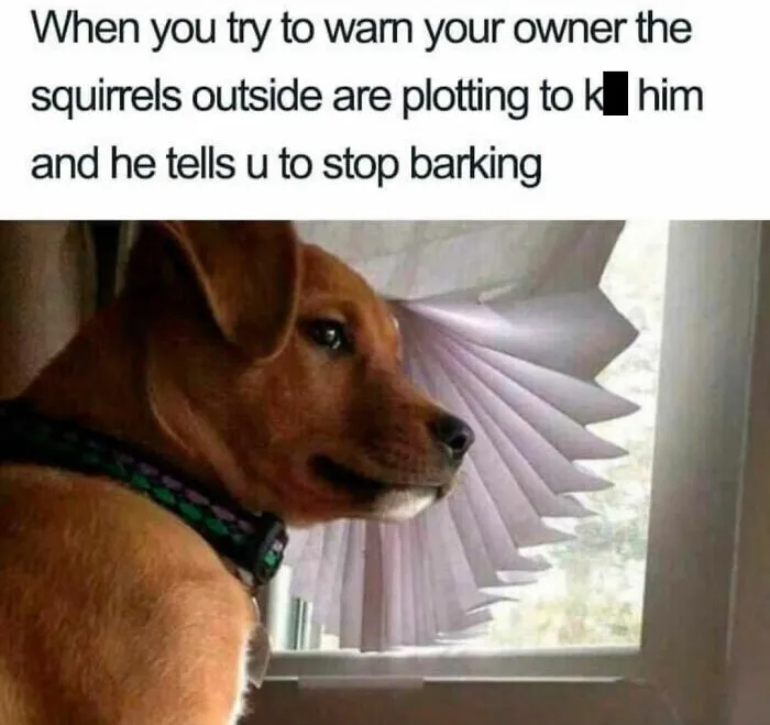 A Dog Toy Company Shares Memes About Its Favorite Customers, And They’re Too Accurate (35 Pics)