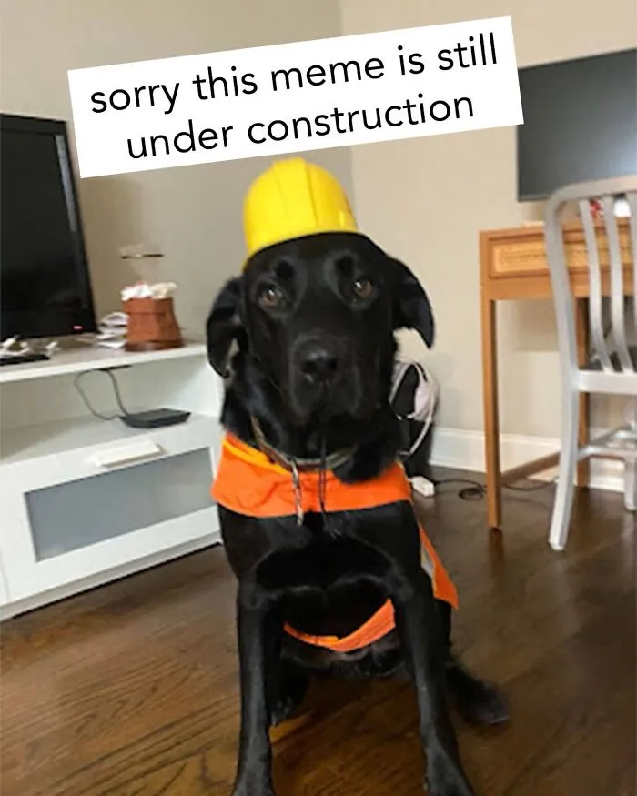 A Dog Toy Company Shares Memes About Its Favorite Customers, And They’re Too Accurate (35 Pics)