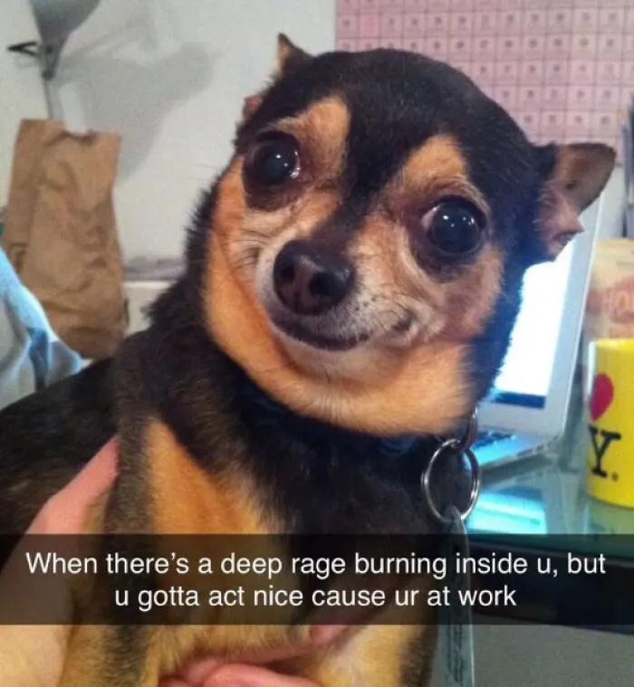 A Dog Toy Company Shares Memes About Its Favorite Customers, And They’re Too Accurate (35 Pics)