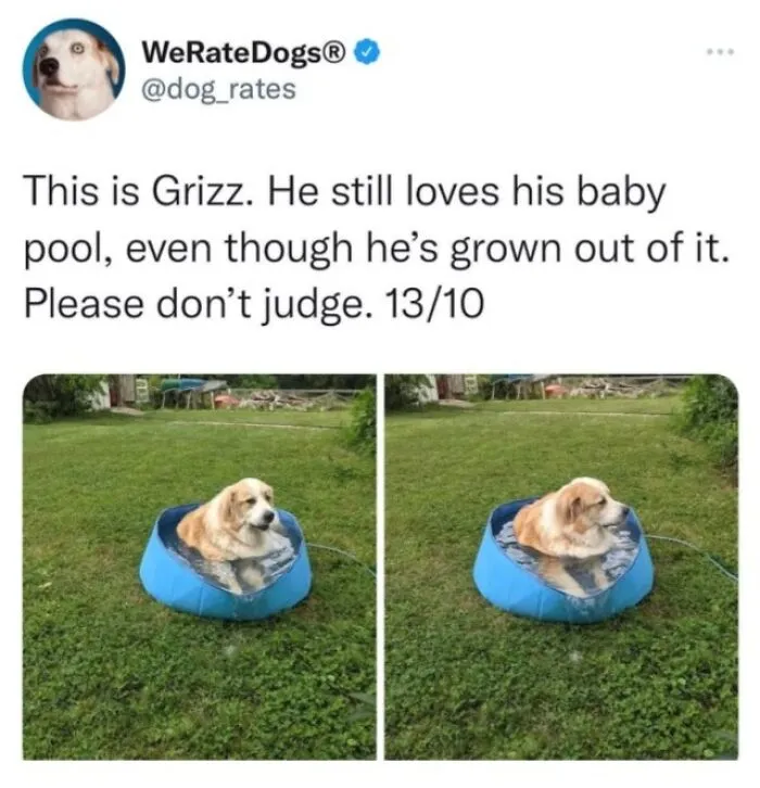 A Dog Toy Company Shares Memes About Its Favorite Customers, And They’re Too Accurate (35 Pics)