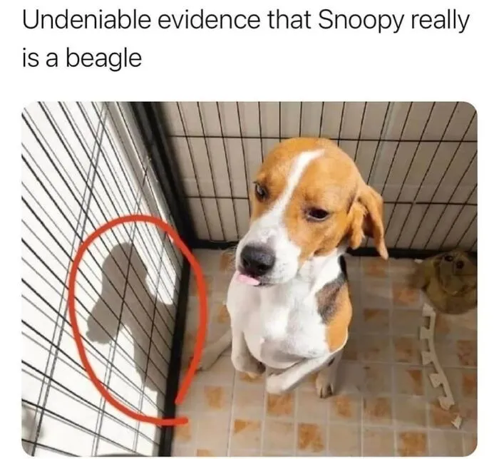 A Dog Toy Company Shares Memes About Its Favorite Customers, And They’re Too Accurate (35 Pics)