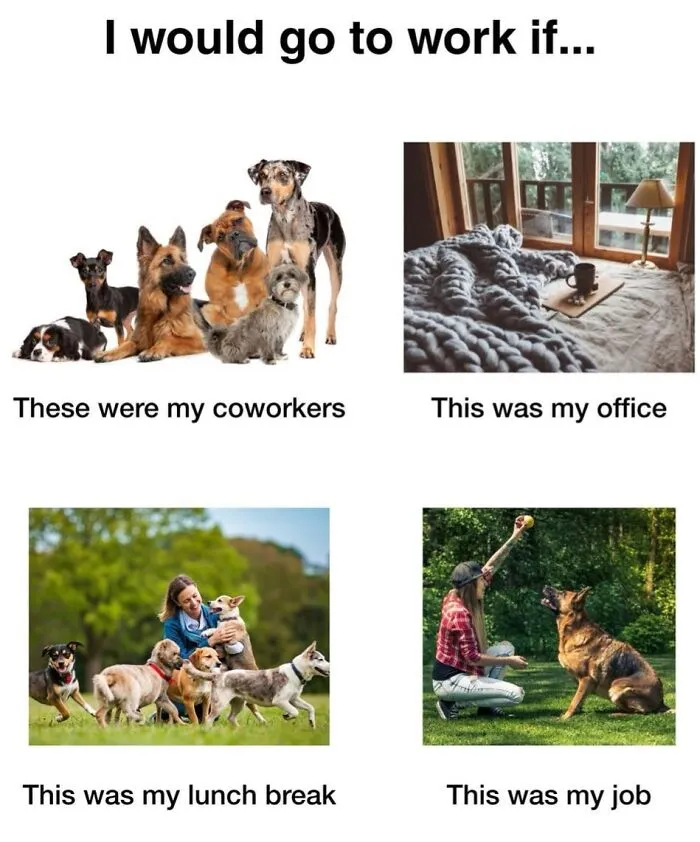 A Dog Toy Company Shares Memes About Its Favorite Customers, And They’re Too Accurate (35 Pics)