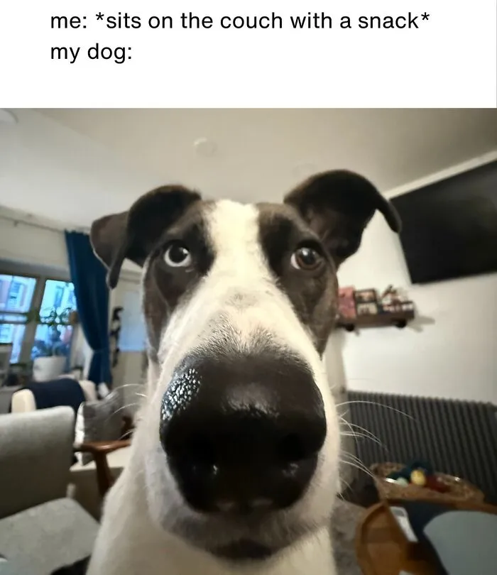 A Dog Toy Company Shares Memes About Its Favorite Customers, And They’re Too Accurate (35 Pics)