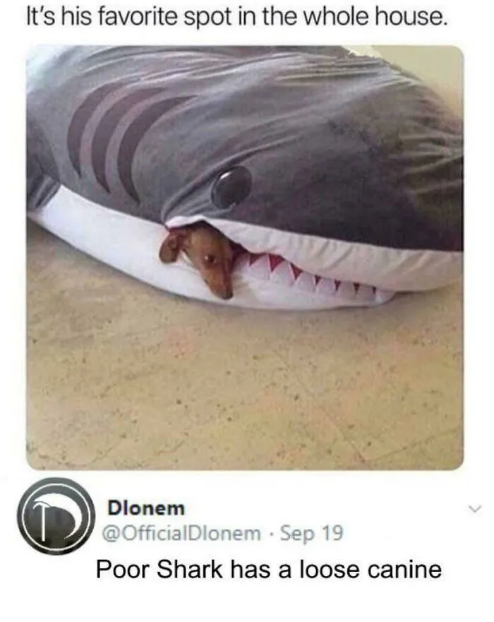 This Shark Pillow/Beanbag/Thing