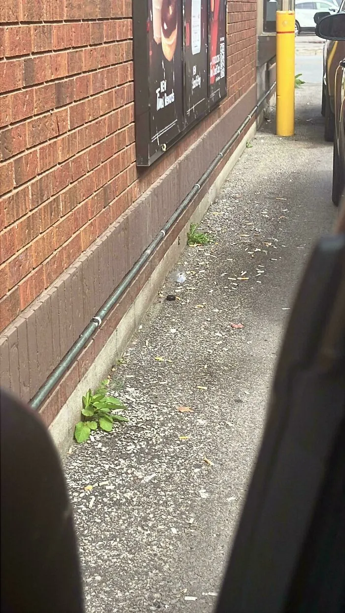 Why Don’t Smokers View Butts As Trash??