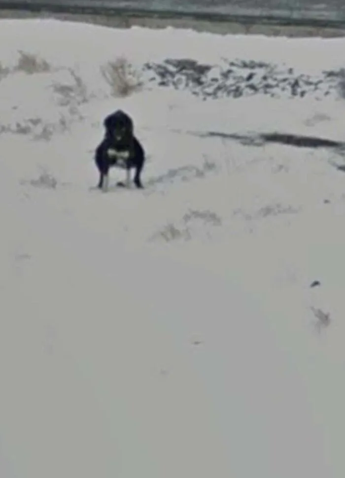 Pooping Dog In Mongolia