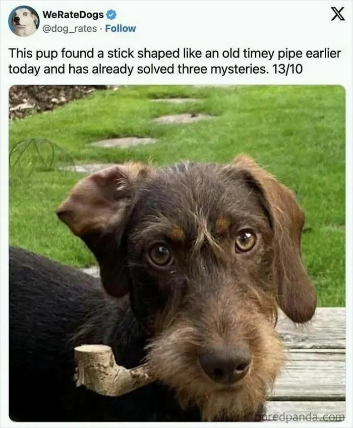 78 Hilarious Animal Memes That Make You Appreciate Them Even More
