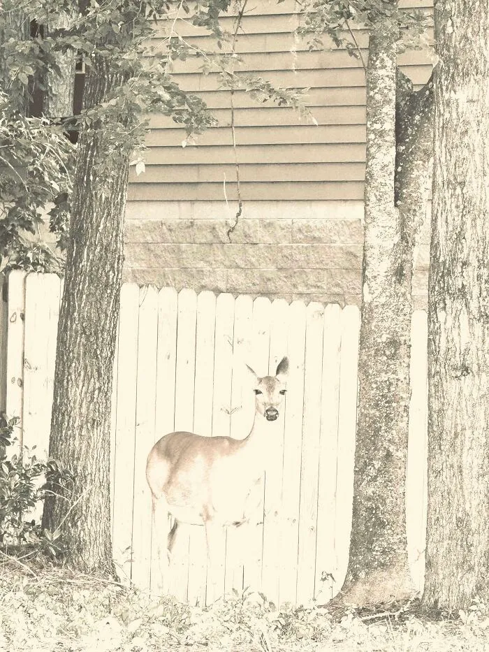 A deer standing in front of a white fence between two trees, a sign from the universe for peace.
