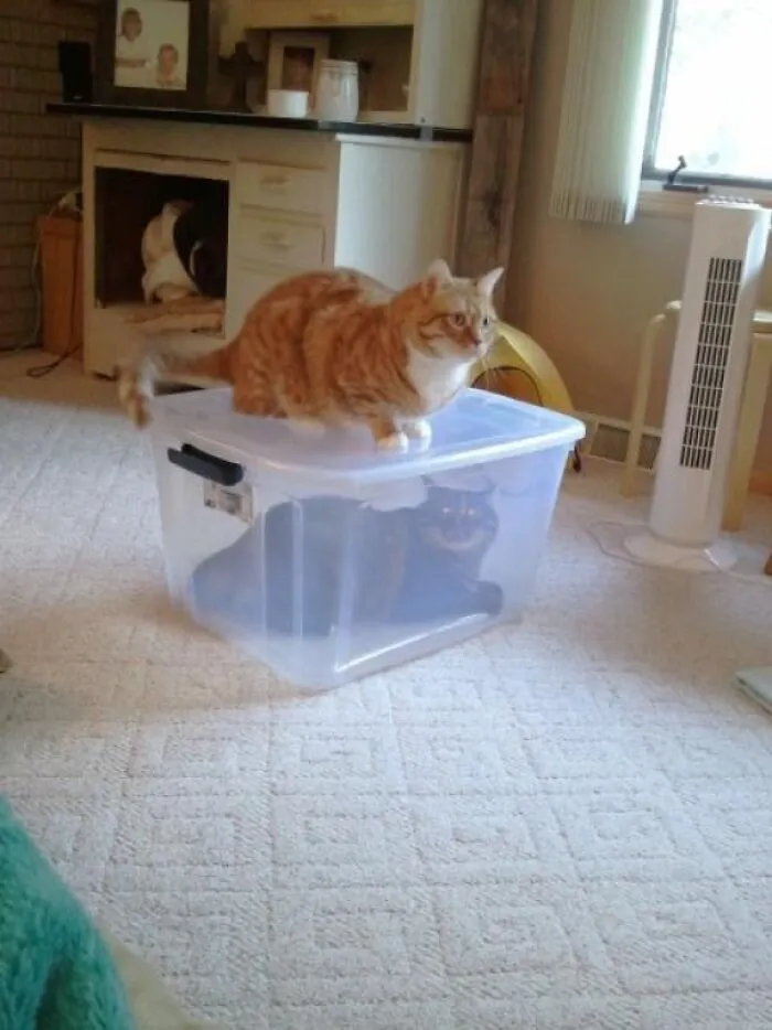 The Brown One Always Bullies The Orange One. He Finally Got Revenge!
