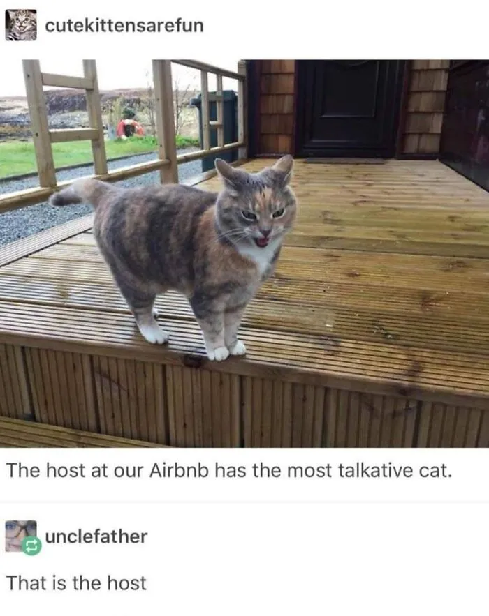 30 Hilarious Cat Memes That Every Cat Owner Might Immediately Understand