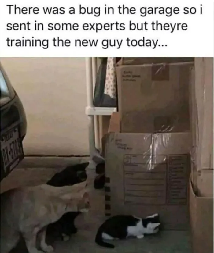 30 Hilarious Cat Memes That Every Cat Owner Might Immediately Understand