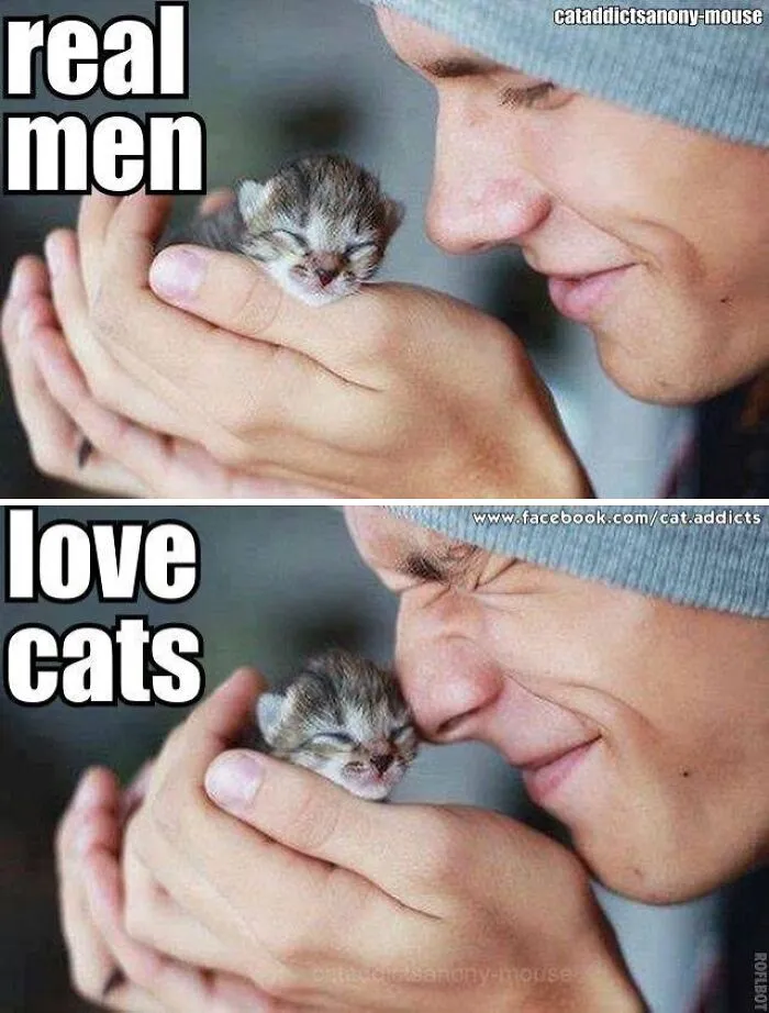 30 Hilarious Cat Memes That Every Cat Owner Might Immediately Understand