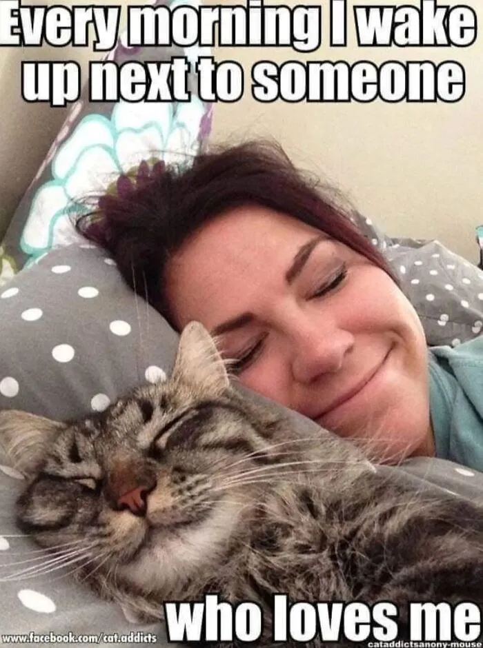 30 Hilarious Cat Memes That Every Cat Owner Might Immediately Understand