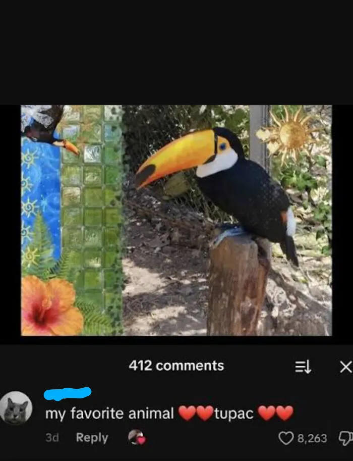 A toucan perched on wood with a comment below mistaking it for Tupac, highlighting people so dumb.