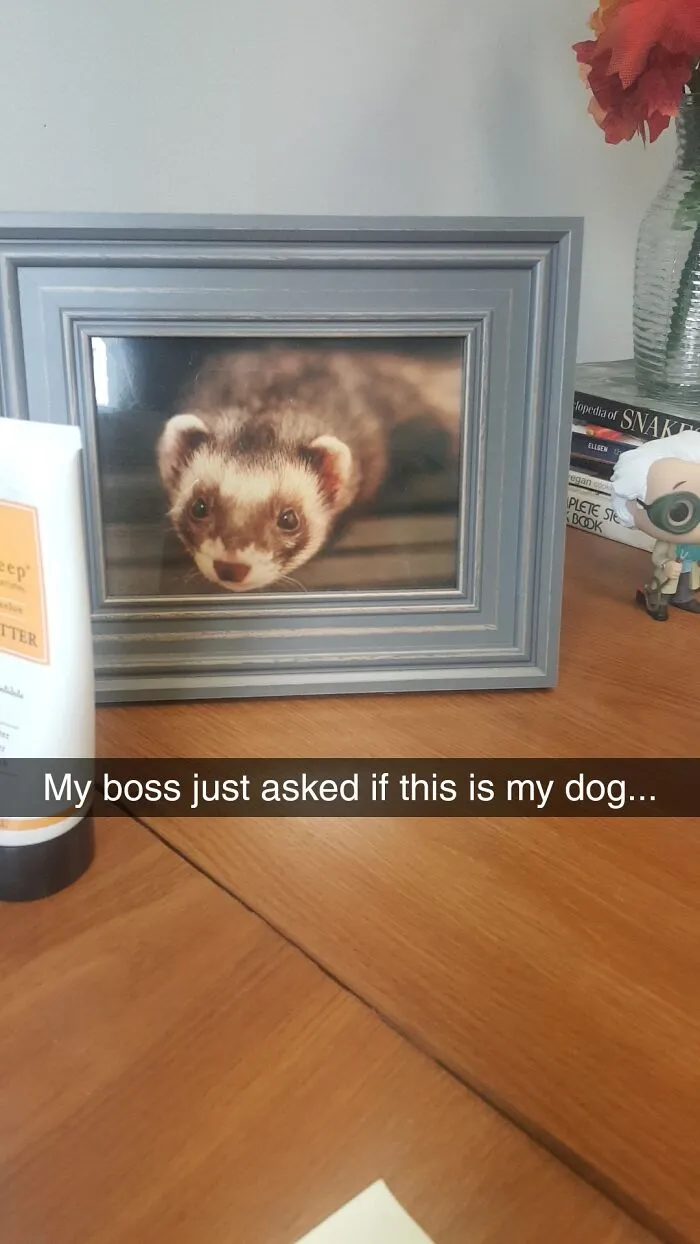 A framed photo of a ferret, captioned My boss just asked if this is my dog..., highlighting dumb questions.