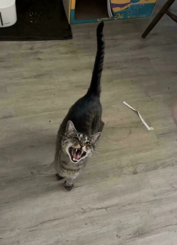 Tabby cat meowing with tail raised on wooden floor