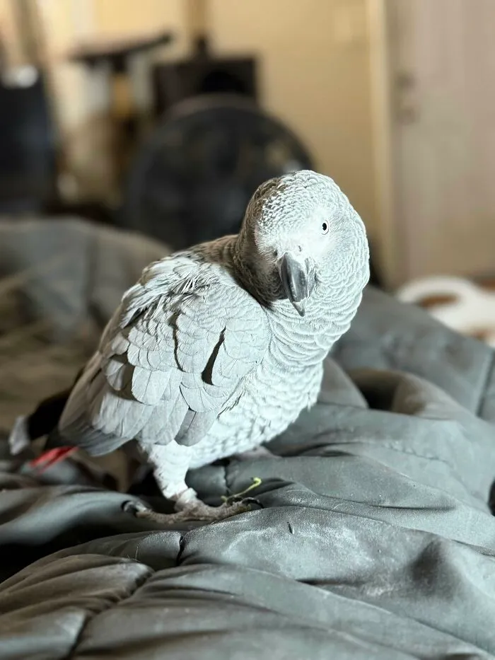 75 Pet Parents Share The Most Hilarious And Crazy Reasons They Had To Pay A Bill At The Vet