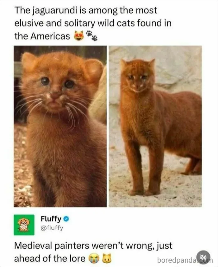 78 Hilarious Animal Memes That Make You Appreciate Them Even More