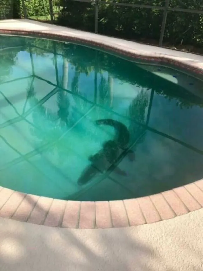 When You Live In Florida You Always Check The Bottom Of The Pool Before Jumping In